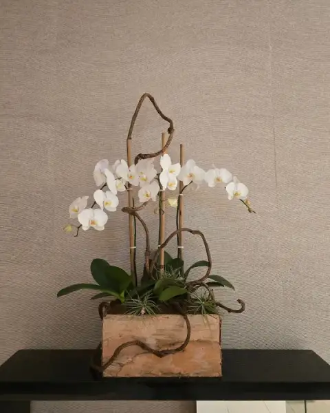 Orchideen und Garten Inspiration